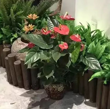 紅掌
