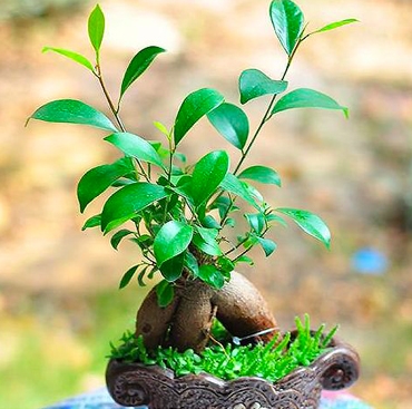淺談適宜的綠植養(yǎng)護(hù)栽植時(shí)期