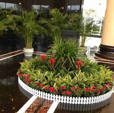 辦公室植物租擺有哪些講究如何正確擺放